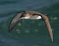 Левантский буревестник фото (Puffinus yelkouan) - изображение №115 onbird.ru.<br>Источник: www.surfbirds.com
